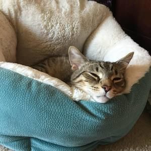 Meet your Posher, Alice